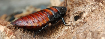 Šváb madagaskarský Foto: Almabes at English Wikipedia Wikimedia Commons