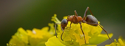 Mravenec lesní na květině Foto: hedera.baltica Flickr