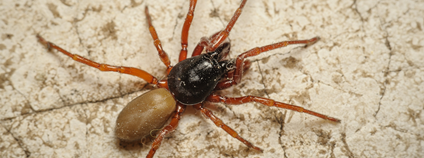 Samice nového druhu pavouka Dysdera parthenogenetica objevená na pražském Petříně. Foto: Radek Šich (CARC)