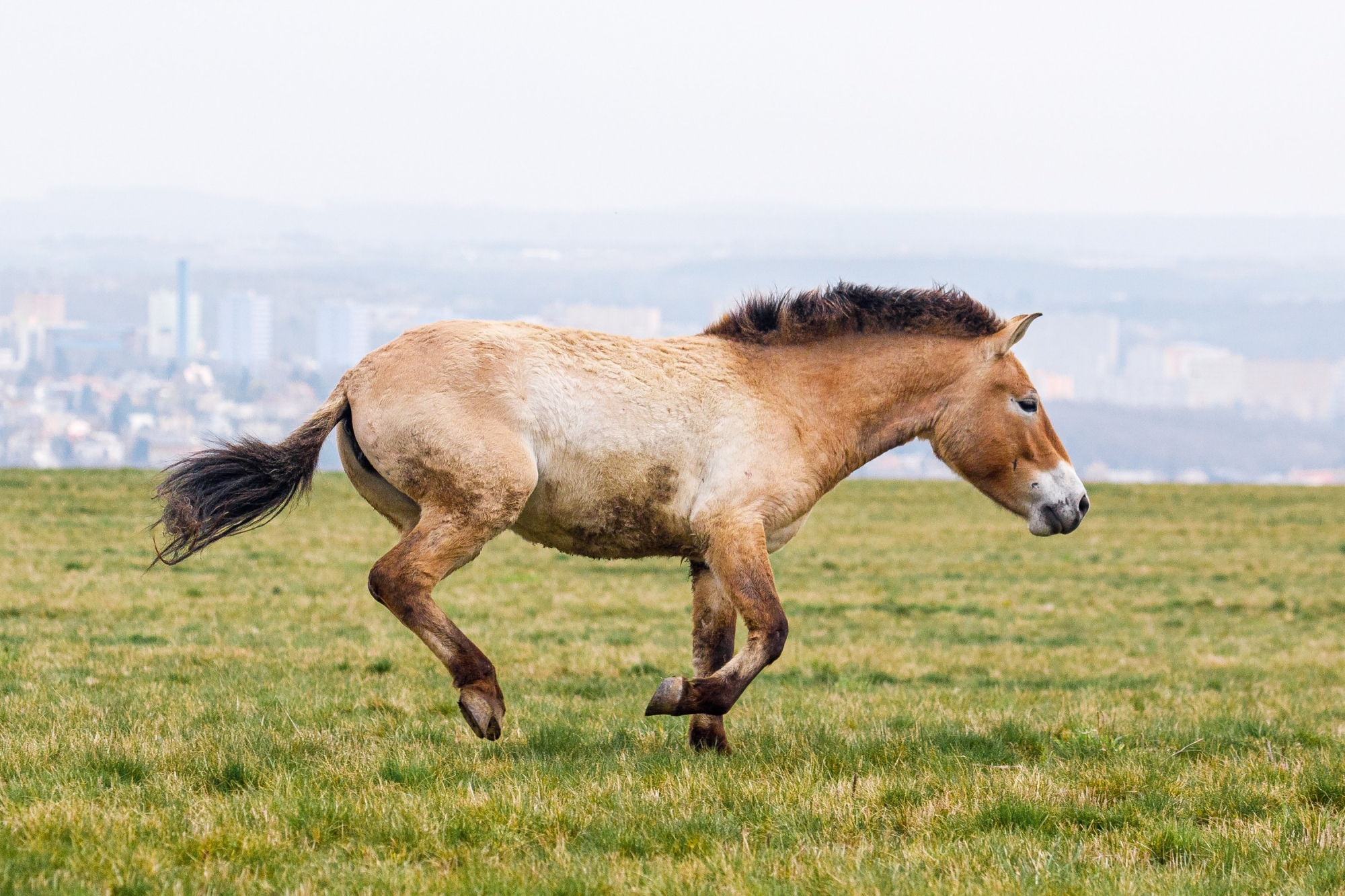 Кони 6 букв сканворд. Лошадь Пржевальского. Лошадь Бегущая самая дерби. Носится как конь.
