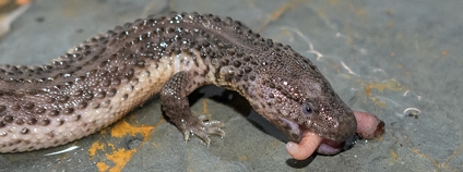 Varanovec bornejský Foto: Zoo Praha Varanovec bornejský Foto: Zoo Praha