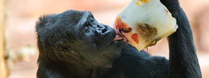 Gorila nížinná Duni si v pražské zoo pochutnává na zamraženém ovoci. Foto: Petr Hamerník Zoo Praha
