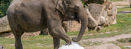 Sloni hrající si s ledem Foto: Zoo Praha