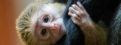 Mládě kočkodana Foto: Zoo Praha Mládě kočkodana Foto: Zoo Praha
