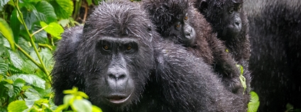 Foto: Miroslav Bobek Zoo Praha