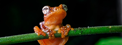 Létavka černoblanná Foto: Petr Hamerník Zoo Praha