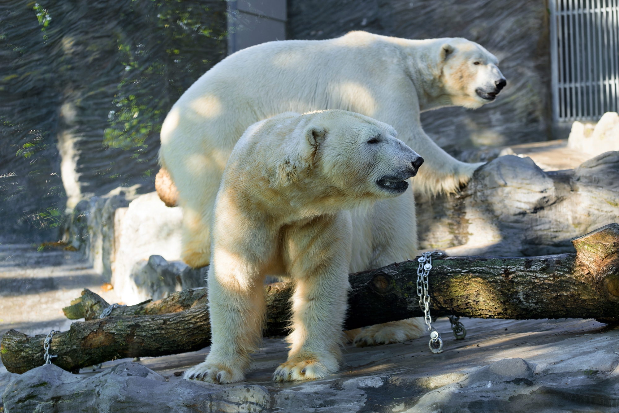 Lední medvědi z varšavské zoo dorazili do Zoo Praha