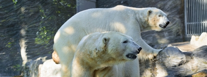 Lední medvědi v pražské zoo Foto: Zoo Praha