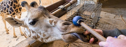 Nejmladší pražská žirafa podstupuje veterinární trénink Foto: Petr Hamerník Zoo Praha