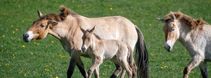 Boom hříbat koní Převalského v Dolním Dobřejově Foto: Zoo Praha Boom hříbat koní Převalského v Dolním Dobřejově Foto: Zoo Praha