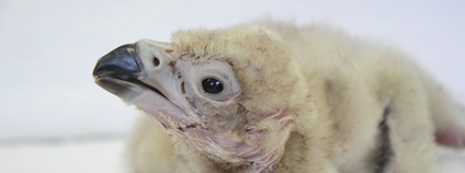 Mládě supa hnědého v pěti dnech života. Foto: Zoo Zlín