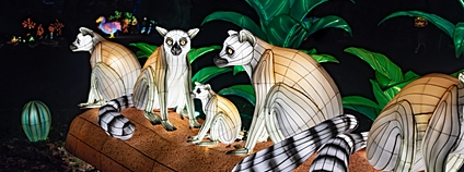 Na výstavě se rozsvítí i rodina madagaskarských lemurů kata Foto: Garden of Lights Zoo Praha