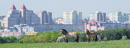 Koně Převalského na pražských Dívčích hradech. Foto: Petr Hamerník Zoo Praha