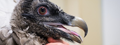Pražský orlosup byl vypuštěn v Andalusii Foto: Petr Hamerník Zoo Praha