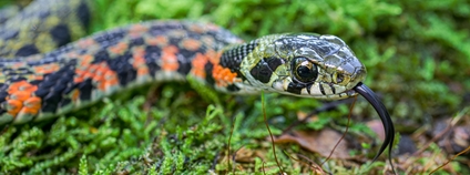 Užovka tygří Foto: Petr Hamerník Zoo Praha