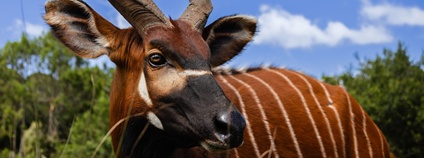 Portrét jednoho z nejohroženějších velkých savců planety, bonga horského, pořízený v Keni. Foto: Anthony Ochieng Onyango