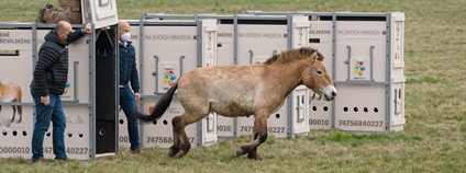 V ohradě na západě Prahy jsou ode dneška k vidění koně Převalského Foto: Petr Hamerník Zoo Praha V ohradě na západě Prahy jsou ode dneška k vidění koně Převalského Foto: Petr Hamerník Zoo Praha