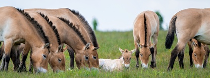 Hříbě koně Převalského na Dívčích hradech Foto: Petr Hamerník Zoo Praha