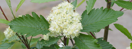 Vědci z VUK zachraňují vzácné jeřáby z české přírody Foto: Výzkumný ústav pro krajinu