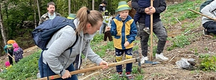 Lidé vysadili během Dne za obnovu lesa 29 tisíc stromků Foto: Lesy ČR