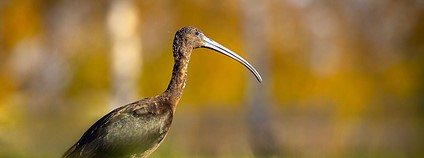 Ibis hnědý v Záhlinicích. Foto: Robert Adamec
