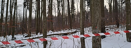 V Krušných horách začala přeměna porostů Foto: Lesy ČR