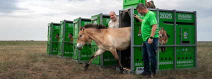 Vypouštění hřebce Galvana. Foto: Oliver Le Que Zoo Praha