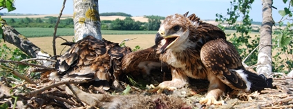 Hnízdo orla královskými se dvěma mláďaty Foto: Hynek Matušík ČSO Hnízdo orla královskými se dvěma mláďaty Foto: Hynek Matušík ČSO