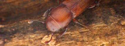 Lesknáček dubový Foto: Tamás Németh