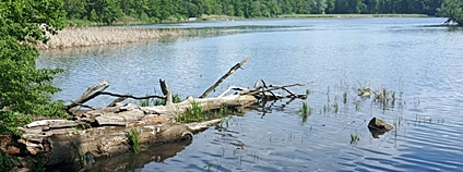 Nově napuštěný rybník Nový. Foto: AOPK ČR