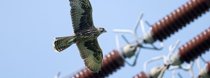 Raroh velký Foto: ČEPS