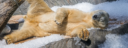 Lední medvěd osvěžující se ve vedrech ledem Foto: Petr Hamerník Zoo Praha