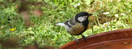 Sýkora koňadra u pítka Foto: Frank Eiffert Unsplash Sýkora koňadra u pítka Foto: Frank Eiffert Unsplash