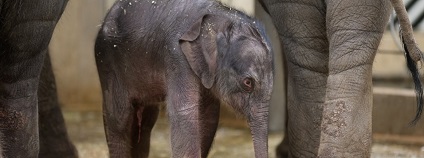 Foto: Petr Hamerník Zoo Praha Foto: Petr Hamerník Zoo Praha