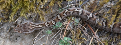 Himalájská zmije Gloydius himalayanus Foto: Name/iNaturalist Wikimedia Commons