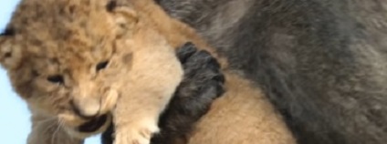foto: Kruger Sightings / youtube.com foto: Kruger Sightings / youtube.com