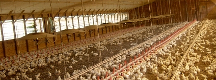 Foto: Livestock &amp; Poultry Environmental Learning Center Flickr
