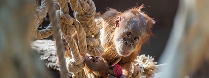 Mládý šimpanz Harapan oslavil první rok Foto: Oliver Le Que Zoo Praha Mládý šimpanz Harapan oslavil první rok Foto: Oliver Le Que Zoo Praha