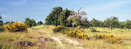 Havranické vřesoviště v NP Podyjí Foto: Zp Wikimedia Commons