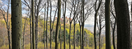 Krušnohorské bučiny. Foto: Ibra Ibrahimovič Greenpeace