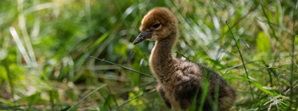Mládě jeřába bradavičnatého Foto: Helena Hubáčková Safari Park Dvůr Králové Mládě jeřába bradavičnatého Foto: Helena Hubáčková Safari Park Dvůr Králové
