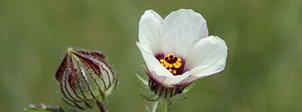 Ibišek trojdílný Foto: S Molteno Wikimedia Commons