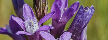 Hořeček drsný Sturnův Foto: Bela Komancova AOPK ČR