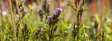 Horeček ladní Foto: Kamila Antošová Správa KRNAP