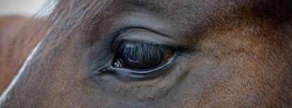 Kůň Foto: bernswaelz Pixabay