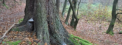 Foto: Jan Řezáč