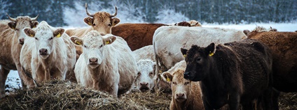 Stádo krav v zimě Foto: Stijn Nieuwendijk Flickr.com
