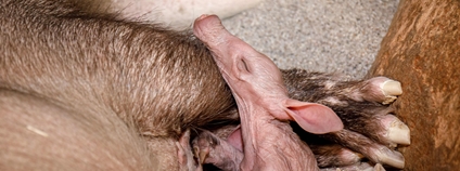 Samice hrabáče kapského Kvída porodila své další mládě Foto: Zoo Praha Samice hrabáče kapského Kvída porodila své další mládě Foto: Zoo Praha