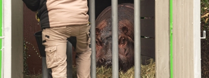 Hroch v transportní bedně. Foto: Enrico Gombala Zoo Ostrava