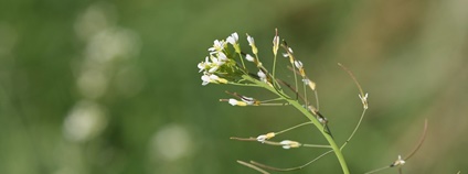 Huseníček rolní (Arabidopsis thaliana) Foto: Dean Morley Flickr.com